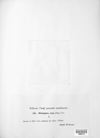 Melampsora lini image